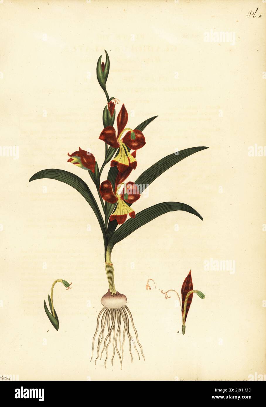Gladiolus orchidiflorus. Wing-flowered gladiolus, Gladiolus alatus. Copperplate engraving drawn, engraved and hand-coloured by Henry Andrews from his Botanical Register, Volume 1, published in London, 1799. Stock Photo