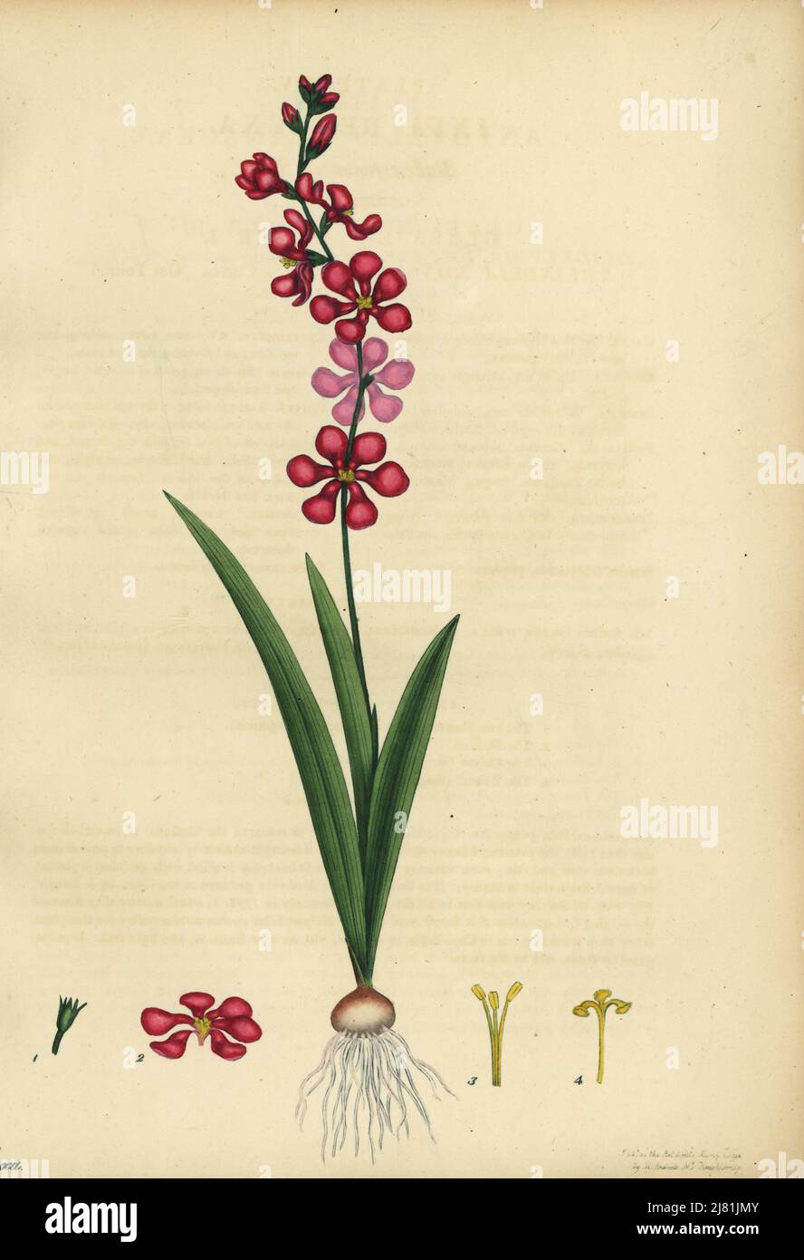 Corn lily, Ixia scillaris. Reflex-flowered ixia, Ixia reflexa. Copperplate engraving drawn, engraved and hand-coloured by Henry Andrews from his Botanical Register, Volume 1, published in London, 1799. Stock Photo