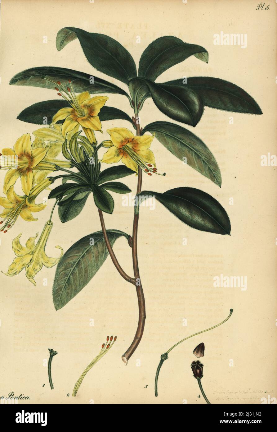 Yellow azalea, Rhododendron luteum. Yellow pontic azalea, Azalea pontica. Copperplate engraving drawn, engraved and hand-coloured by Henry Andrews from his Botanical Register, Volume 1, published in London, 1799. Stock Photo