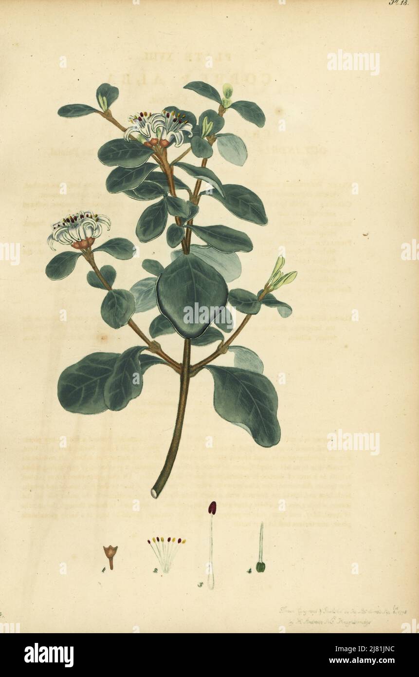 White correa, Correa alba. Copperplate engraving drawn, engraved and hand-coloured by Henry Andrews from his Botanical Register, Volume 1, published in London, 1799. Stock Photo