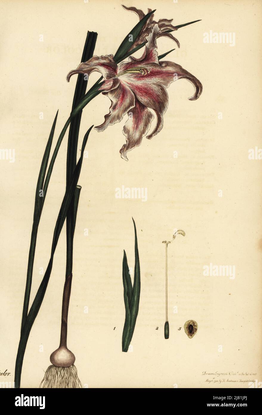 Large brown-Afrikaner, Gladiolus liliaceus. Changeable gladiolus, Gladiolus versicolor. Copperplate engraving drawn, engraved and hand-coloured by Henry Andrews from his Botanical Register, Volume 1, published in London, 1799. Stock Photo
