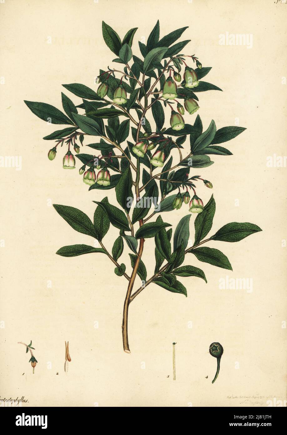 Caucasian whortleberry, Vaccinium arctostaphylos. Madeira whortleberry, Vaccinum arctostaphyllus. Copperplate engraving drawn, engraved and hand-coloured by Henry Andrews from his Botanical Register, Volume 1, published in London, 1799. Stock Photo