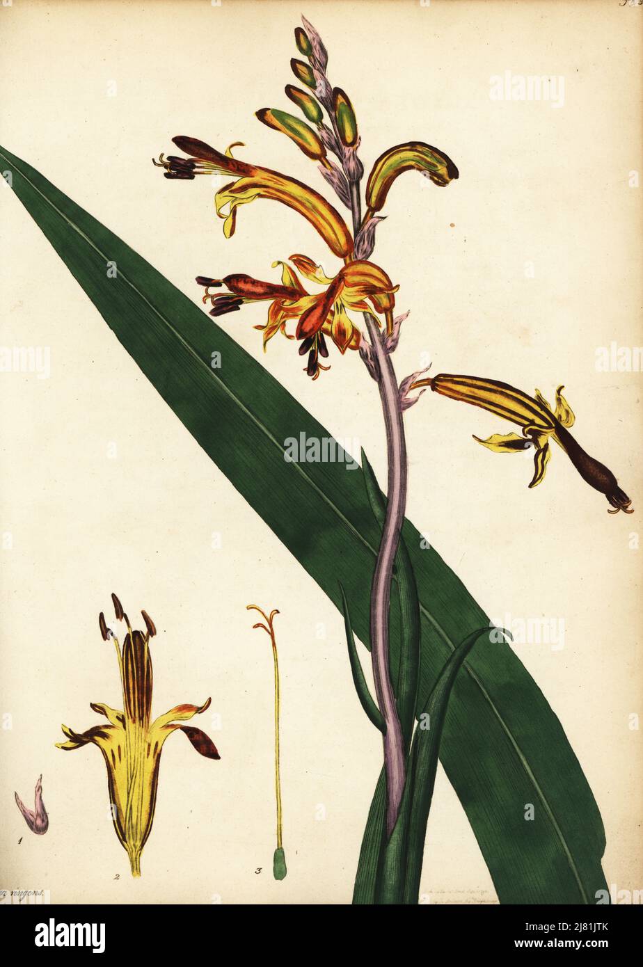 Cobra lily, Chasmanthe aethiopica. Gaping antholyza, Antholyza ringens. Copperplate engraving drawn, engraved and hand-coloured by Henry Andrews from his Botanical Register, Volume 1, published in London, 1799. Stock Photo