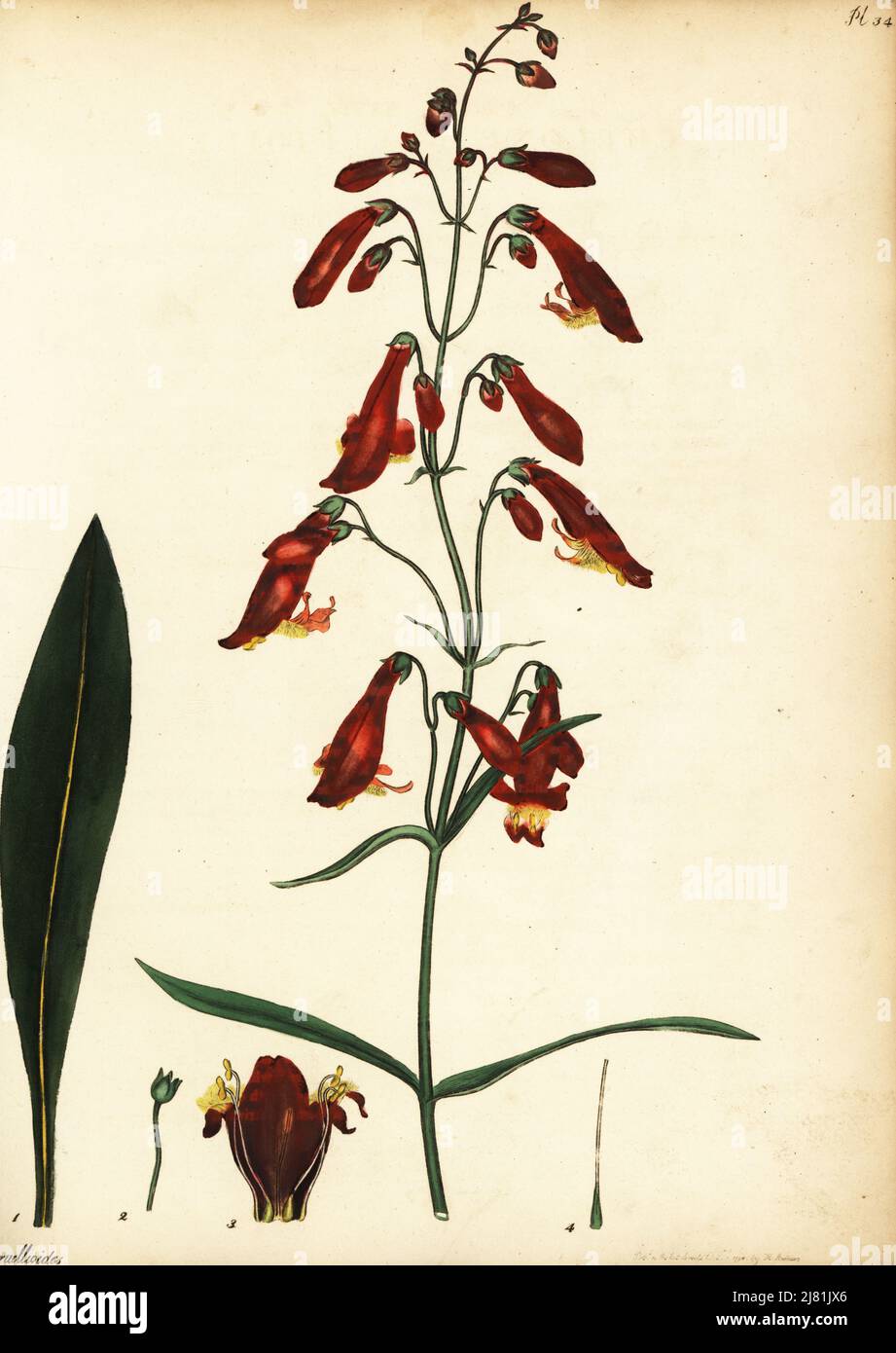Ourisia ruellioides. Scarlet chelone, Chelone ruellioides. Copperplate engraving drawn, engraved and hand-coloured by Henry Andrews from his Botanical Register, Volume 1, published in London, 1799. Stock Photo