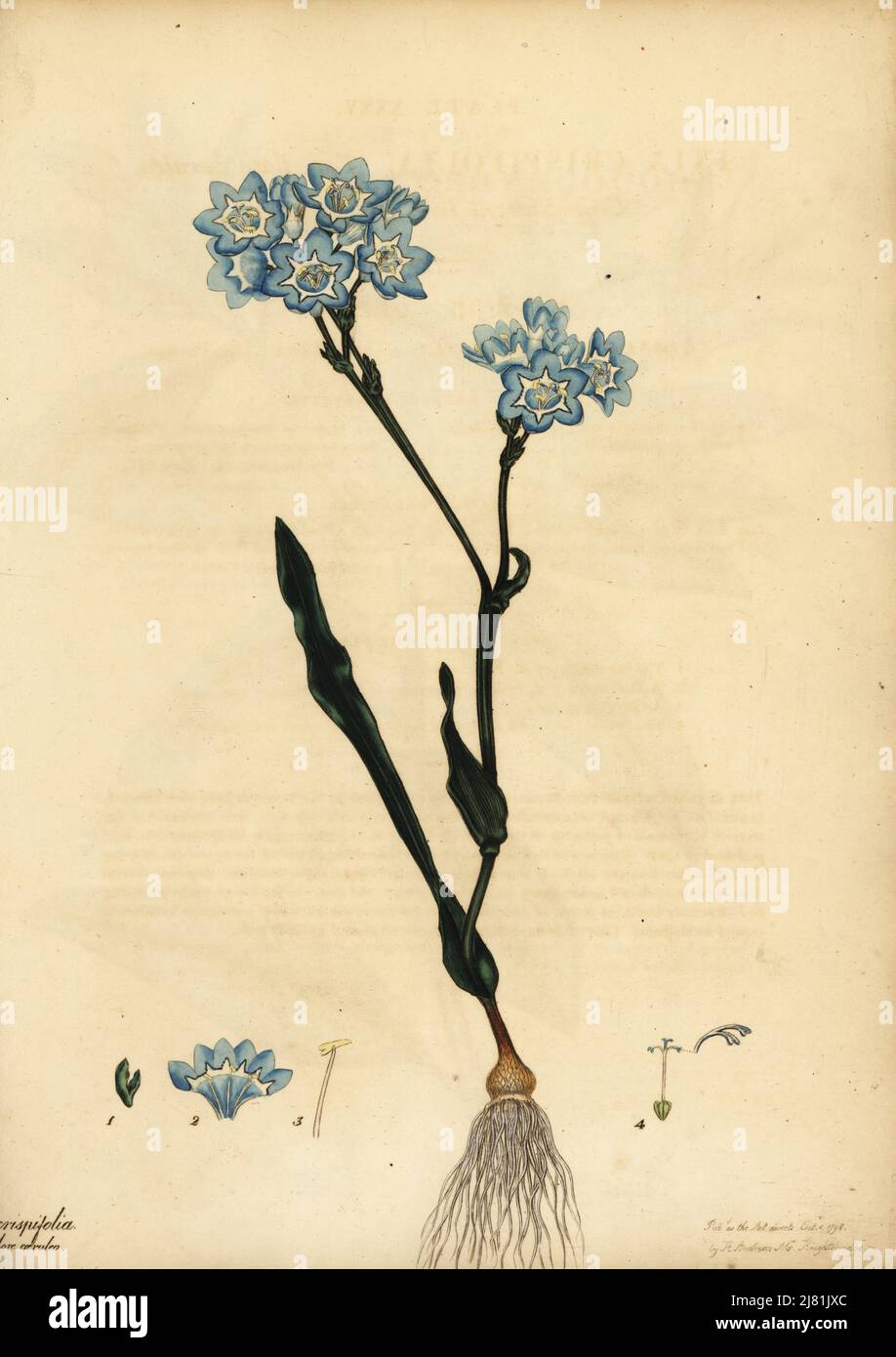 Bloucabong, Lapeirousia corymbosa. Crisped-leaved ixia, blue variety, Ixia crispifolia var. flore caeruleo. Copperplate engraving drawn, engraved and hand-coloured by Henry Andrews from his Botanical Register, Volume 1, published in London, 1799. Stock Photo