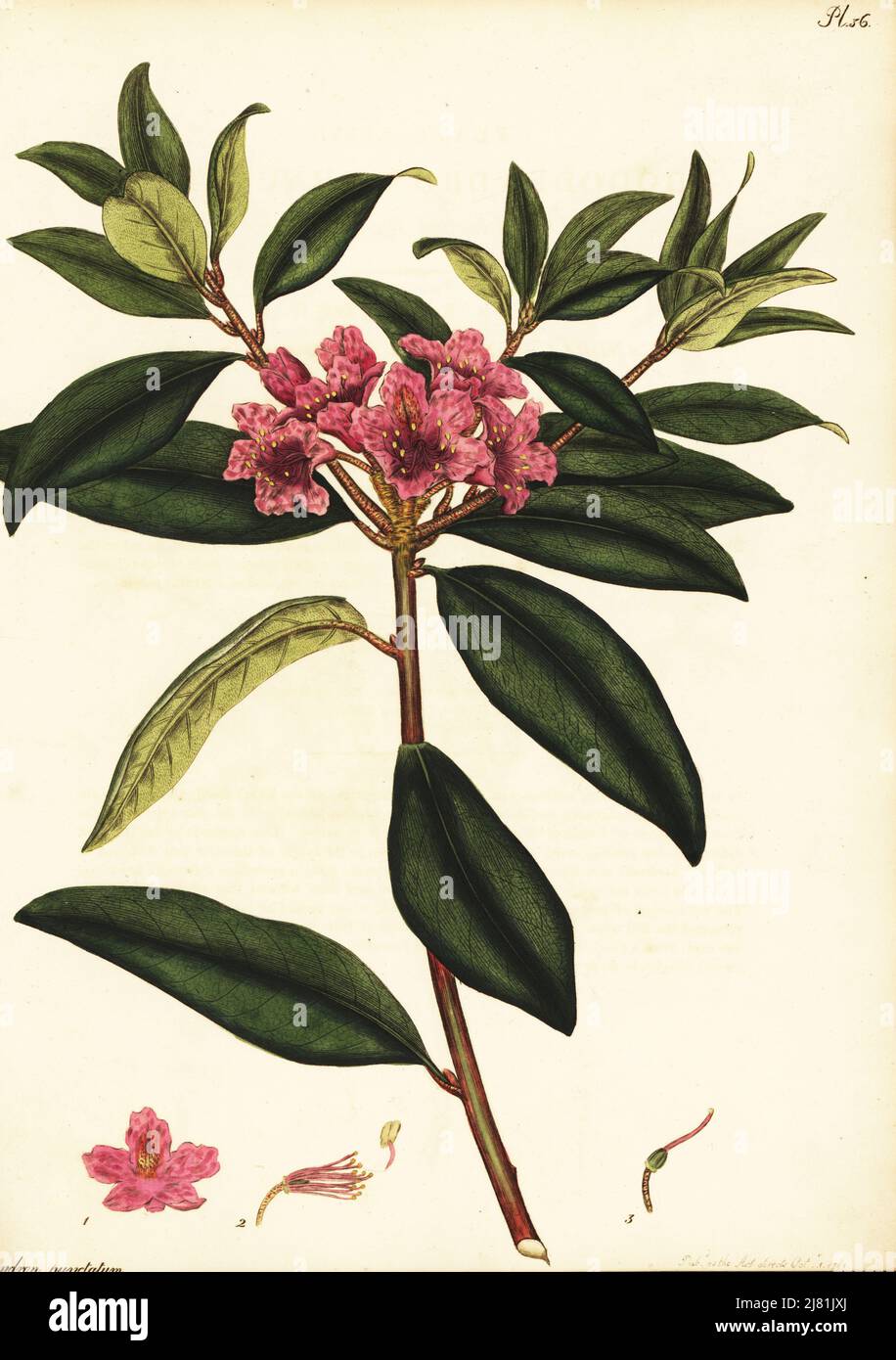 Piedmont rhododendron, Rhododendron minus. Dotted-leaved rhododendron,  Rhododendron punctatum. Copperplate engraving drawn, engraved and  hand-coloured by Henry Andrews from his Botanical Register, Volume 1,  published in London, 1799 Stock Photo - Alamy