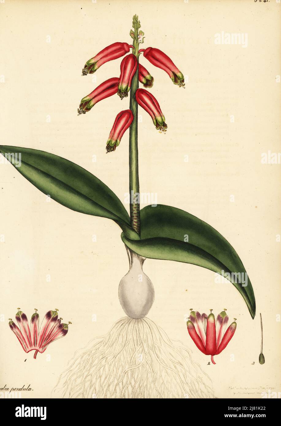 Cape cowslip or rooinaeltjie, Lachenalia bulbifera. Drooping-flowered lachenalia, Lachenalia pendula. Copperplate engraving drawn, engraved and hand-coloured by Henry Andrews from his Botanical Register, Volume 1, published in London, 1799. Stock Photo