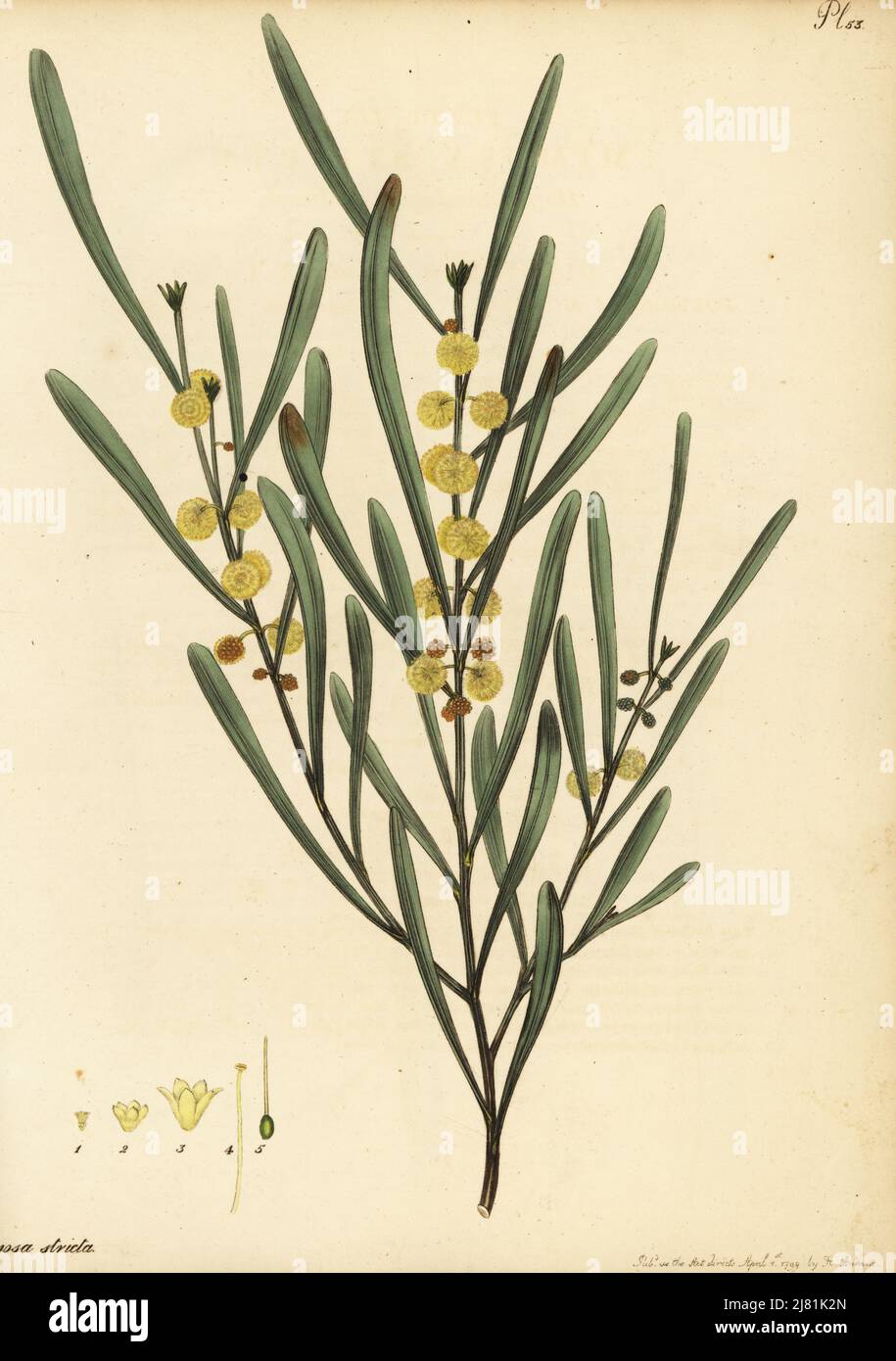 Hop wattle, Acacia stricta. New Holland, Australia. Harsh-leaved upright mimosa, Mimosa stricta. Copperplate engraving drawn, engraved and hand-coloured by Henry Andrews from his Botanical Register, Volume 1, published in London, 1799. Stock Photo