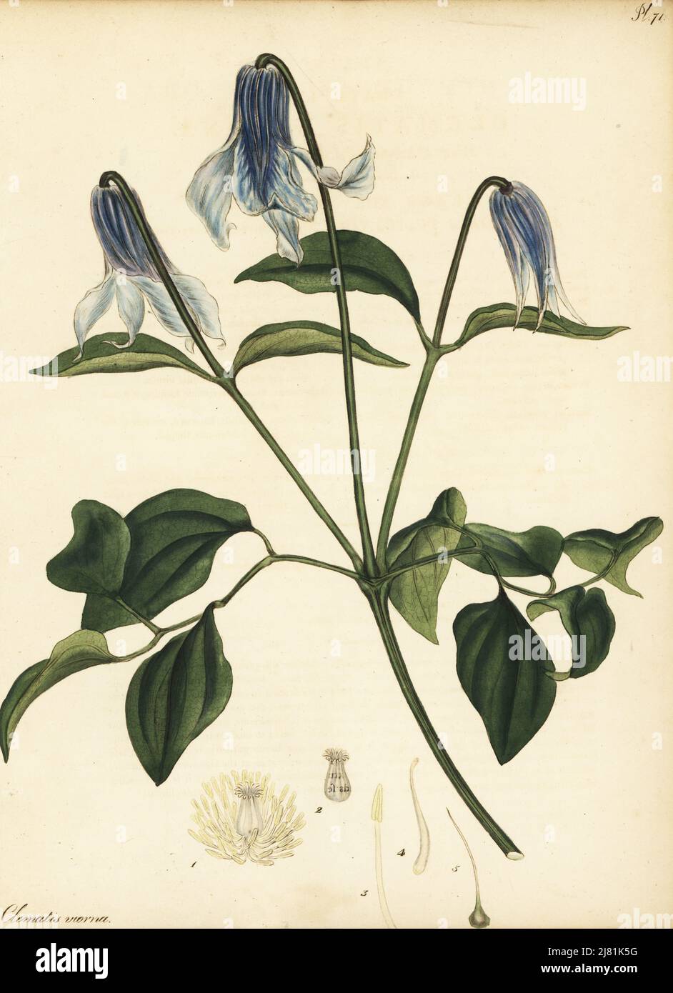 Vasevine or leatherflower, Clematis viorna. Southeastern United States. Blue thick-petaled virgin's bower. Copperplate engraving drawn, engraved and hand-coloured by Henry Andrews from his Botanical Register, Volume 1, published in London, 1799. Stock Photo