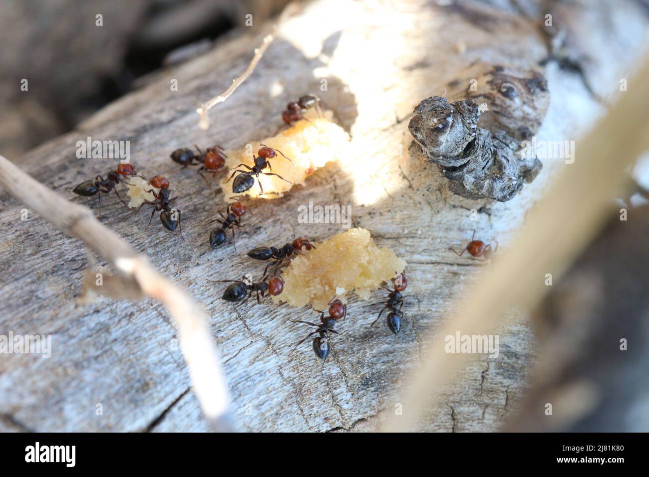 Crematogaster ants feeding on a biscuit at a beach. Croatia. Stock Photo
