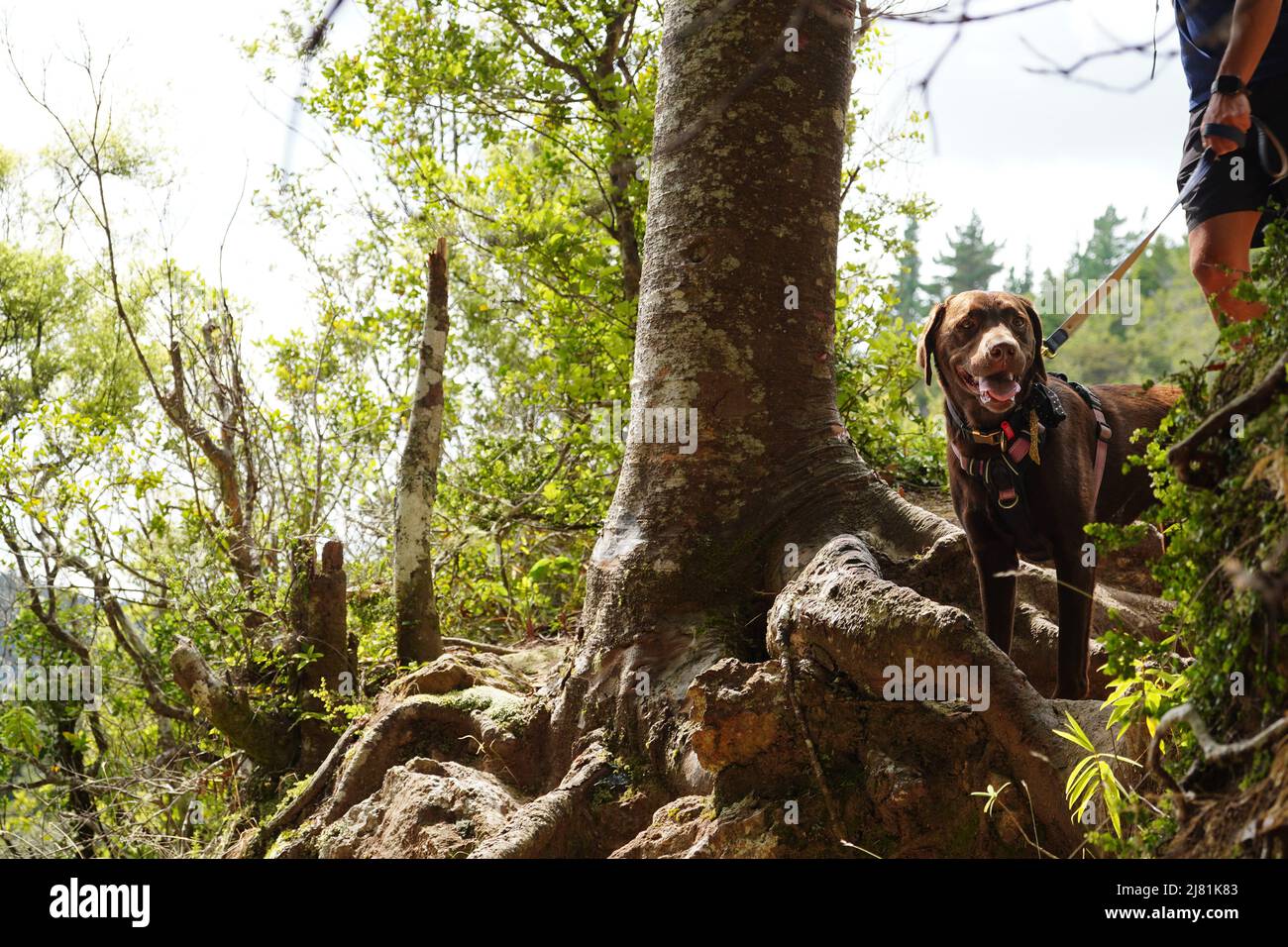A chocolate labrador dog walking on a leash on a forest hike Stock Photo