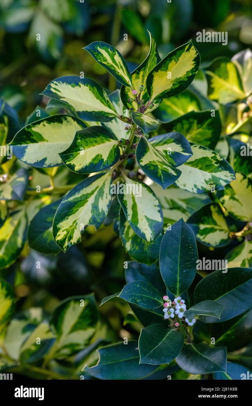 Ilex × altaclerensis 'Lawsoniana', holly 'Lawsoniana', Ilex aquifolium 'Lawsoniana'. Decorative foliage Stock Photo