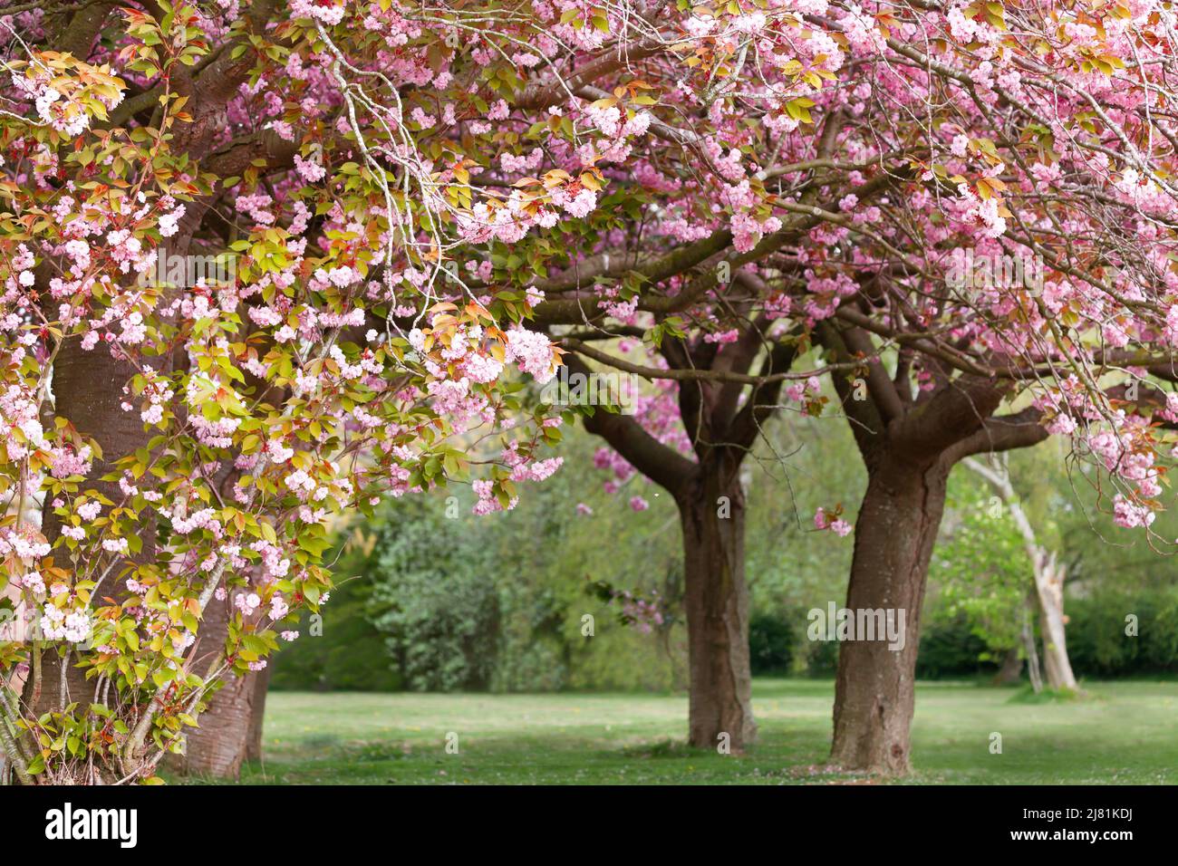 Stunning pink cherry tree blossom flowering in Norfolk England Stock Photo
