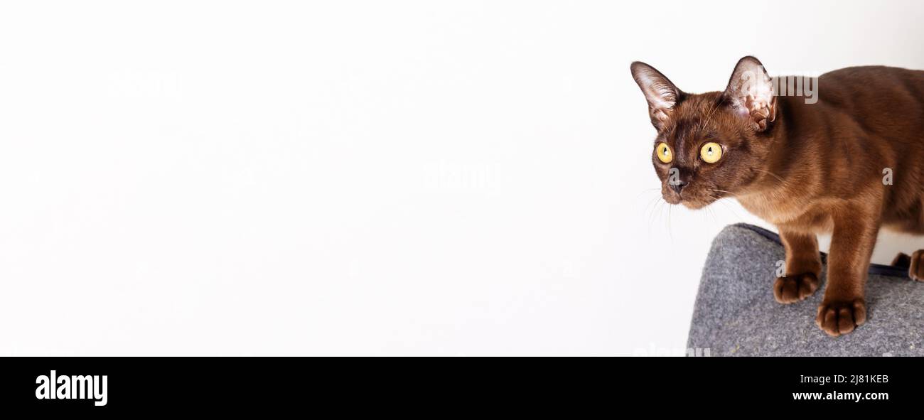 Burmese kitten chocolate color ready to jump. Stock Photo
