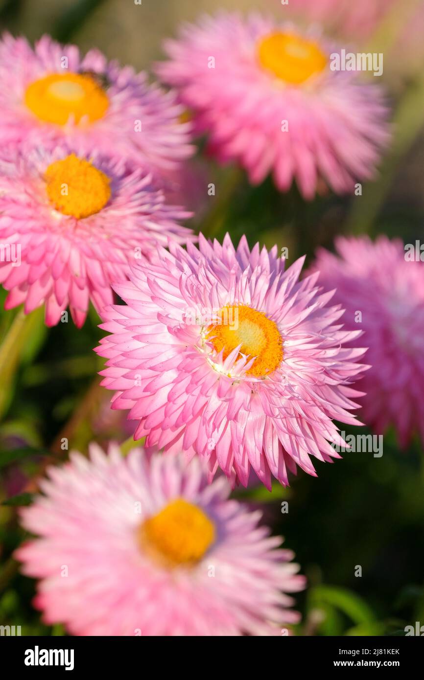 Xerochrysum bracteatum 'Silvery Rose' (syn. Helichrysum). Everlasting flower, bracted everlasting, immortelle, paper daisy, straw flower, strawflower, Stock Photo