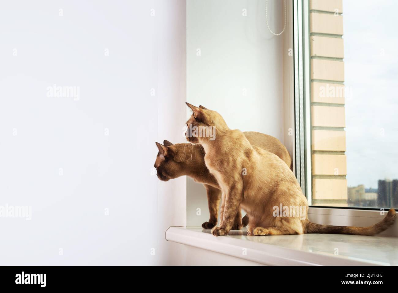 Exotic Burmese cat's family sitting on windowsill. Stock Photo