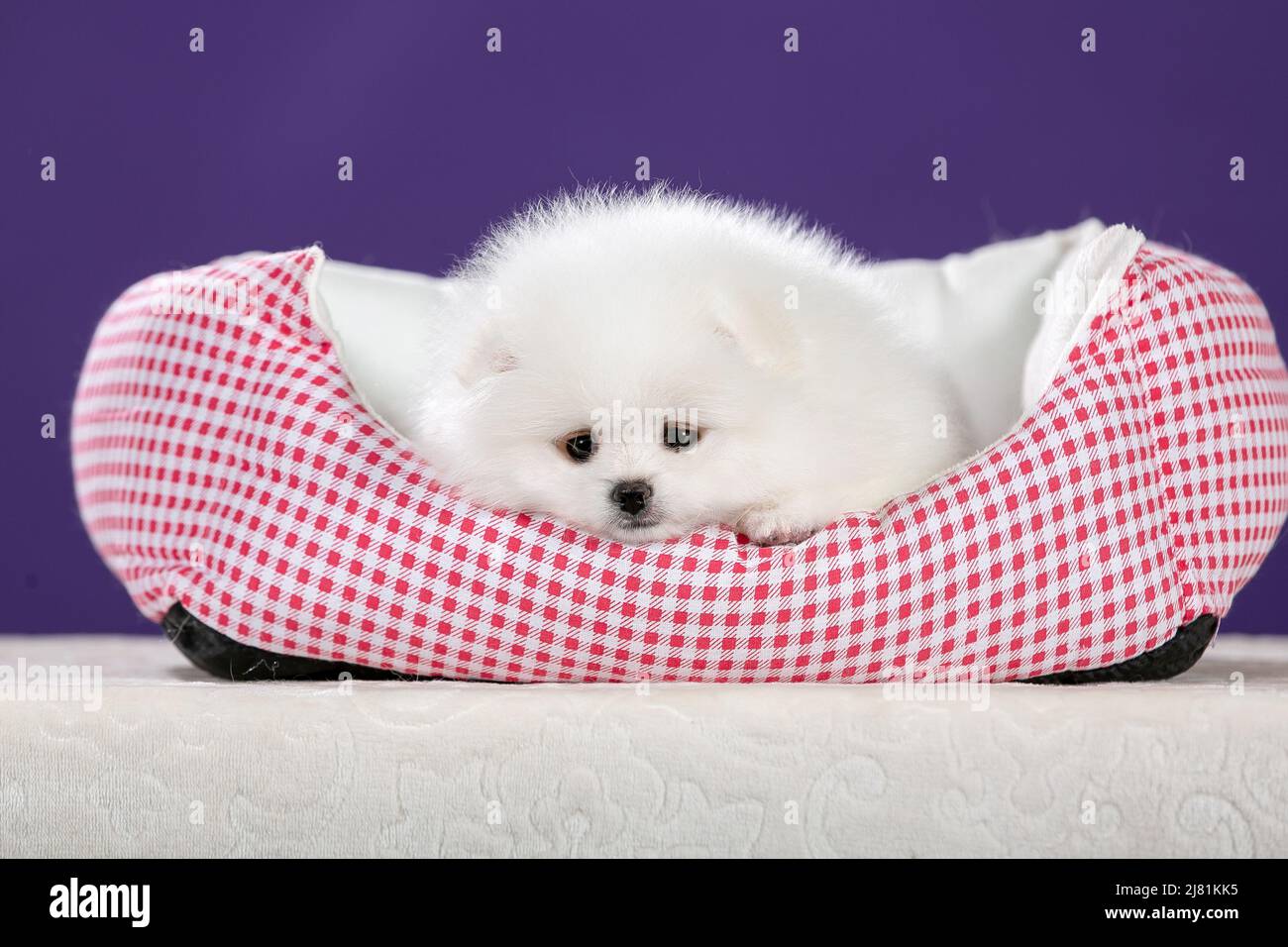 Pomeranian best sale small white