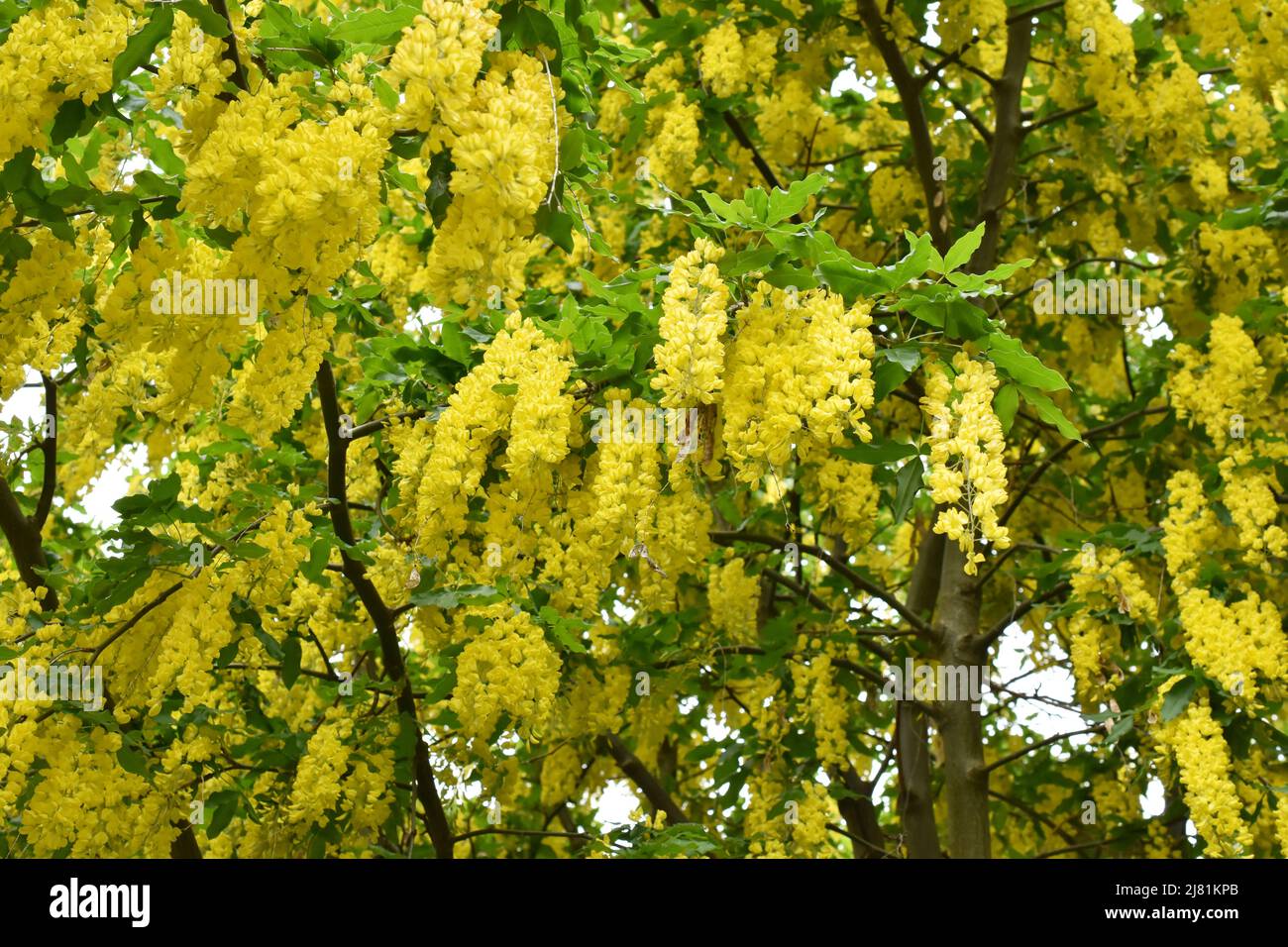Flowering Golden chain tree Laburnum anagyroides Stock Photo