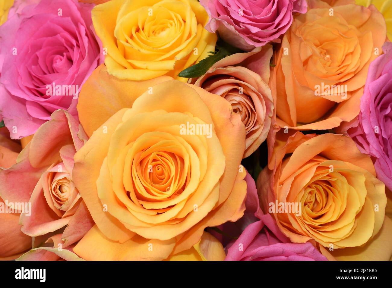 Close-up on bouquet of roses in yellow orange and pink colors Stock Photo