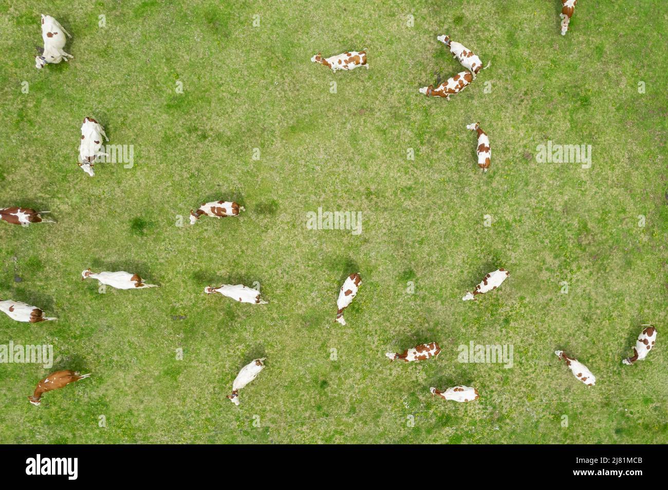Aerial view of cows in a filed, France. Stock Photo