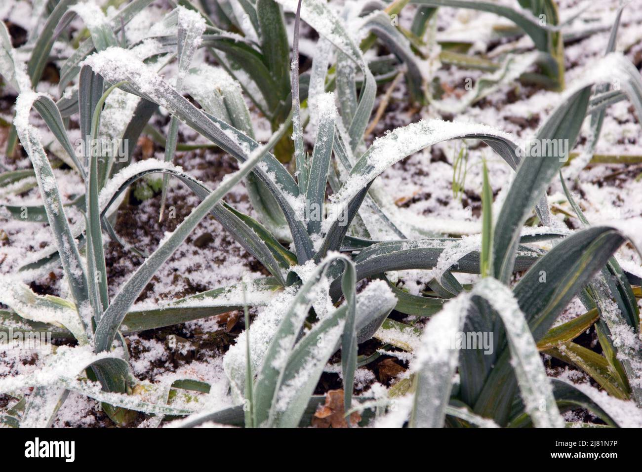 Leek plants growing with snow Stock Photo