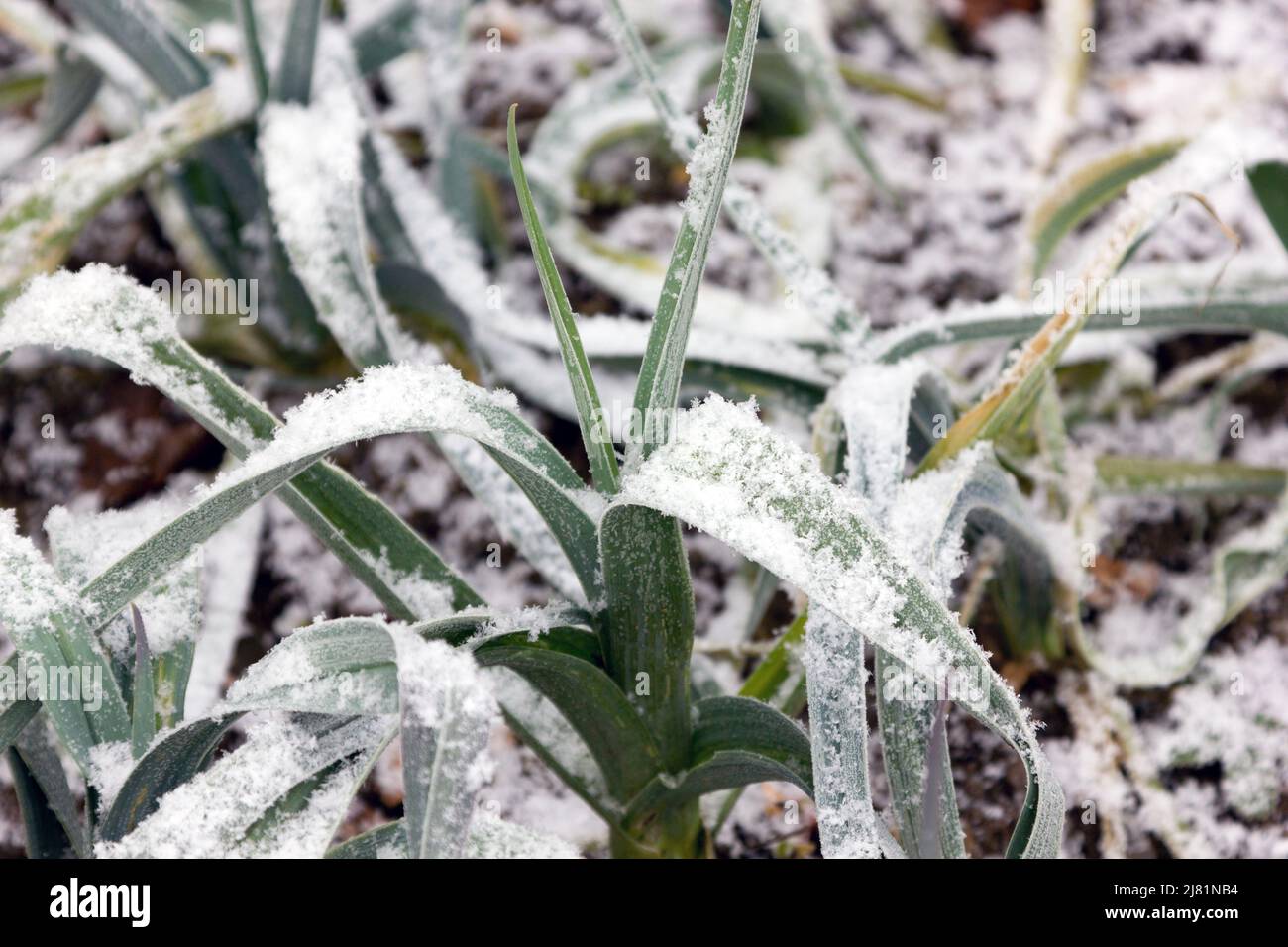 Leek plants growing with snow Stock Photo