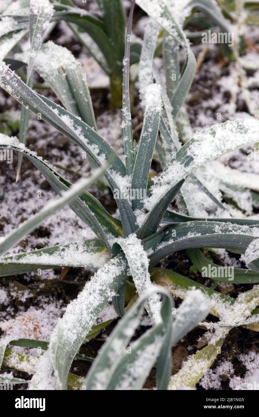 Leek plants growing with snow Stock Photo