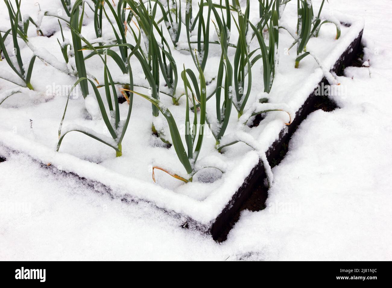 Garlic plants in snow Stock Photo Alamy