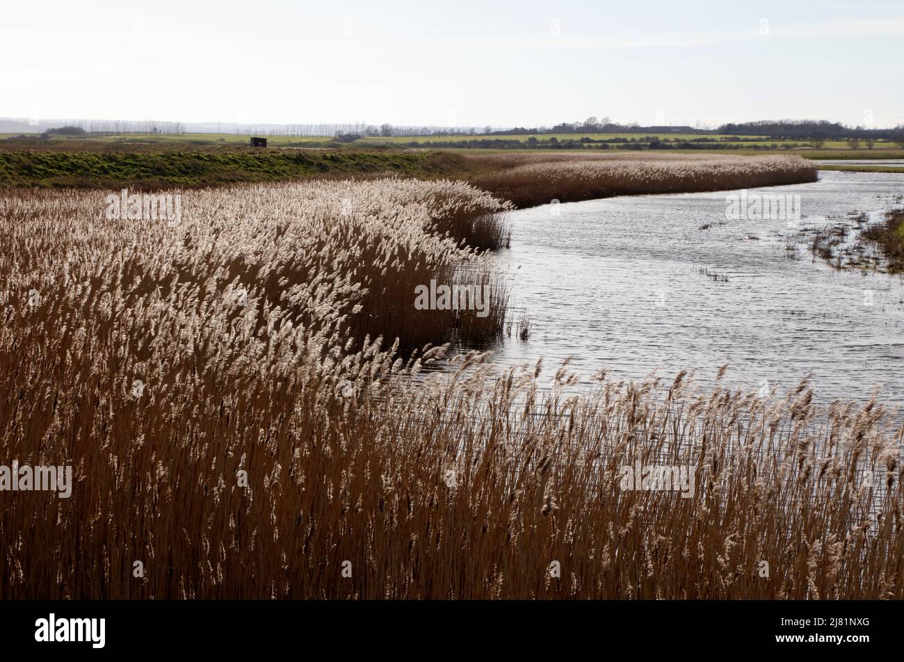 Marsh grass in The Swale National Nature Reserve, Isle of Harty, Isle of Sheppey, Kent, England, UK Stock Photo
