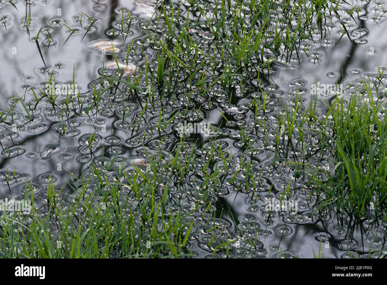 Surface tension around flooded grass blades close up, small water drops on grass tips Stock Photo