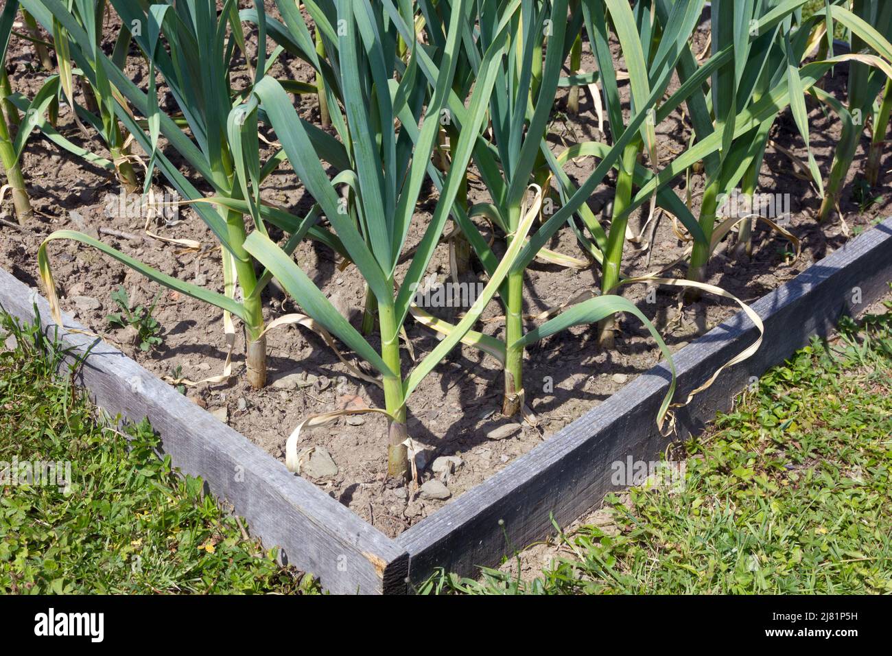 Garlic plants in a vegetable garden Stock Photo