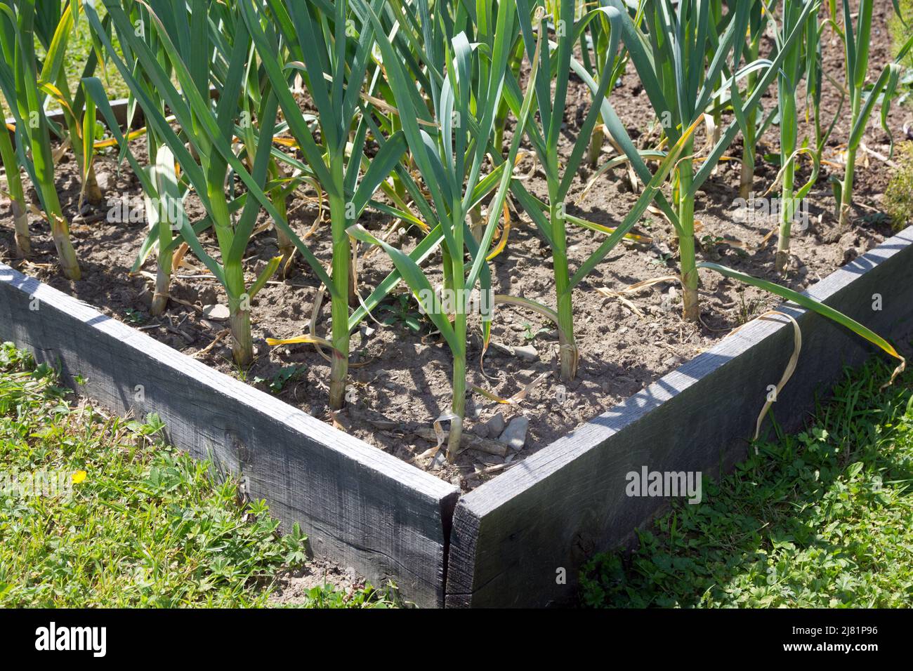 Garlic plants in a vegetable garden Stock Photo