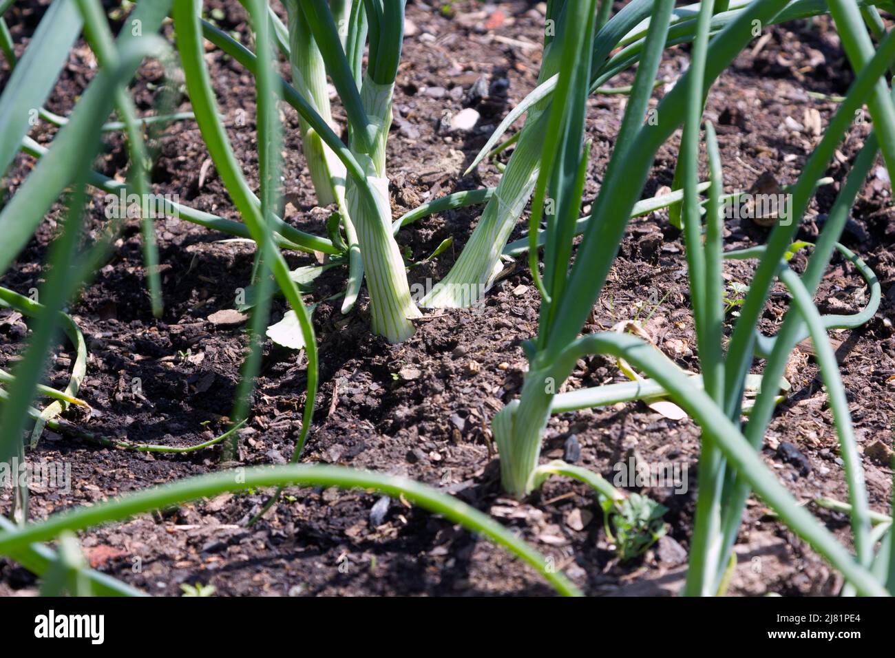 onions growing in a vegetable bed Stock Photo