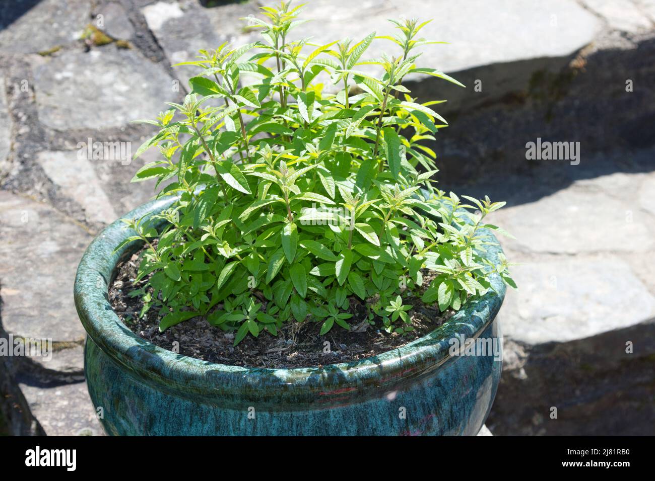 Lemon verbena aloysia triphylla hi-res stock photography and images - Alamy