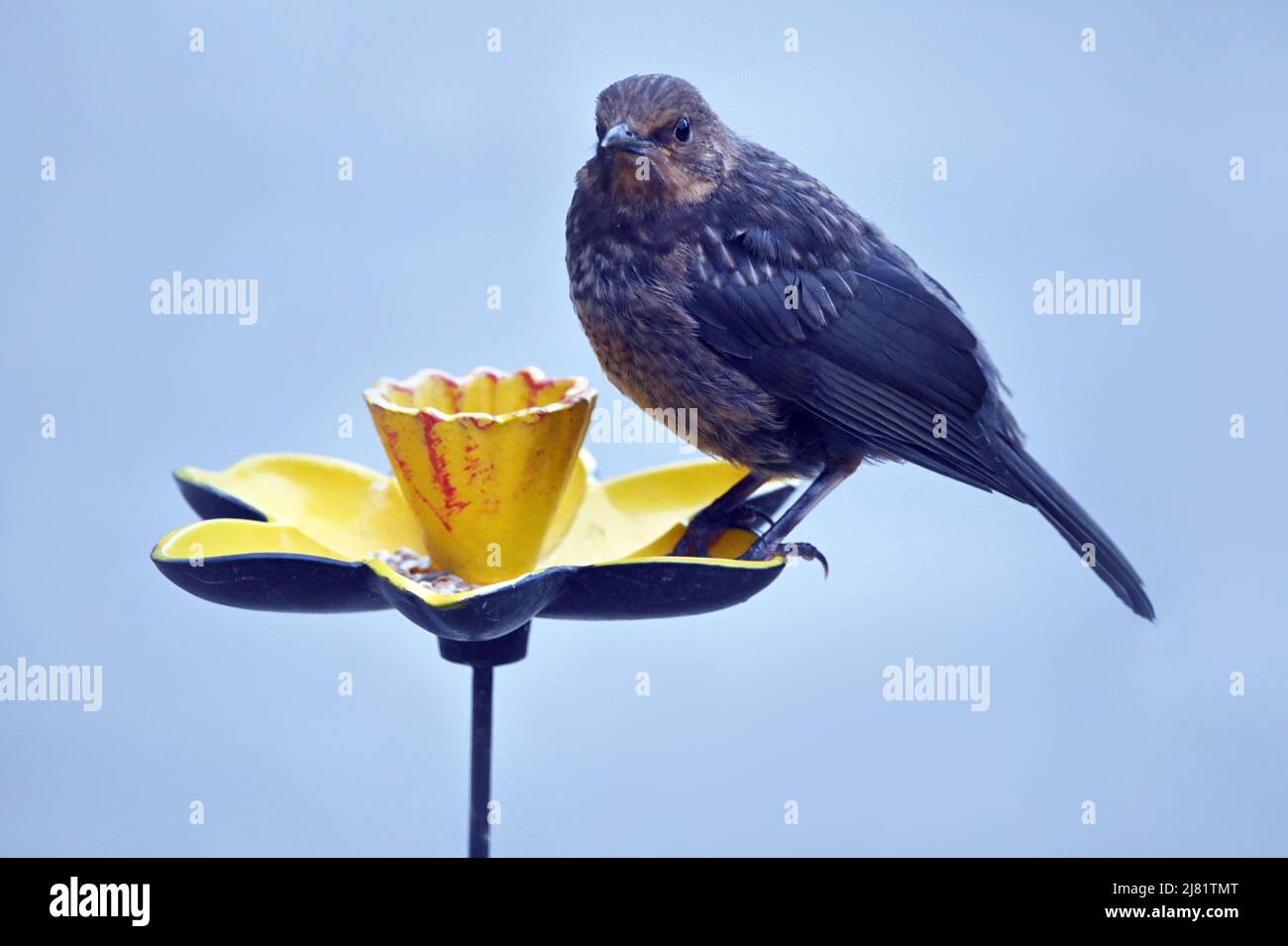 Fledgling Blackbird on a Yellow Ceramic Bird Feeder in a UK Garden, May 2022 Stock Photo