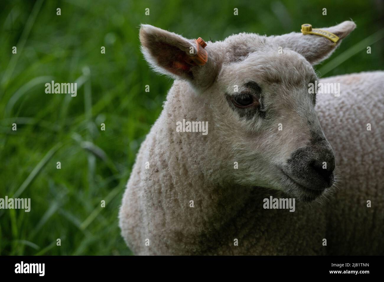 Cute lamb in a field in Great Britain - British Springtime. Worcs, England. UK Stock Photo