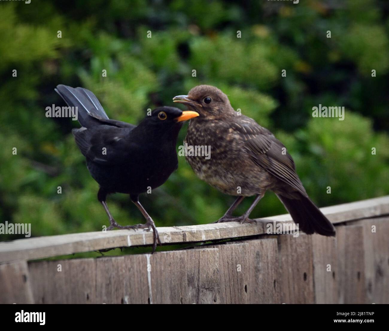 Mother and Baby / Fledgling Blackbird on a Fence in the UK, Spring 2022 Stock Photo