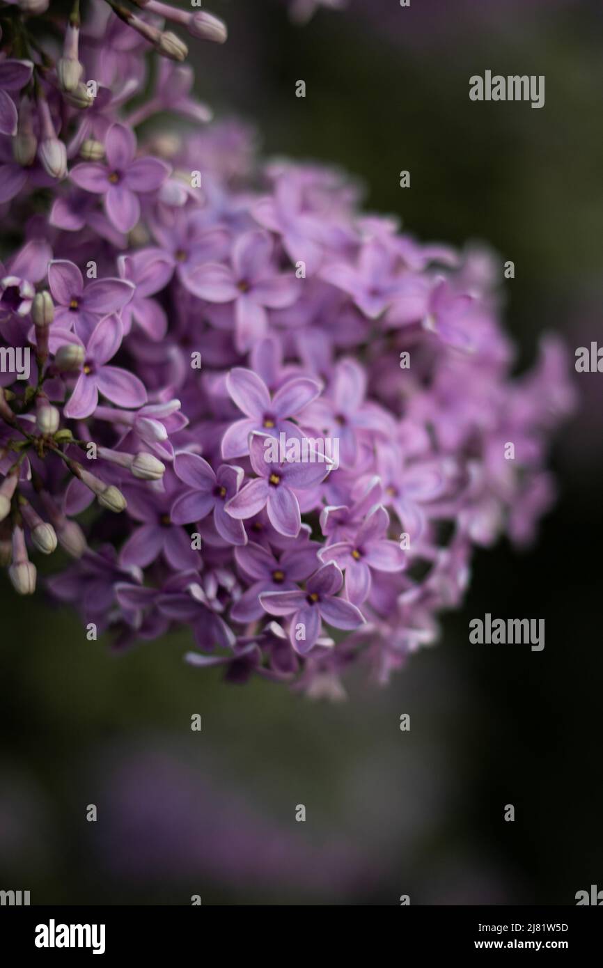 Beautiful purple lilac flowers blossom in springtime Stock Photo - Alamy