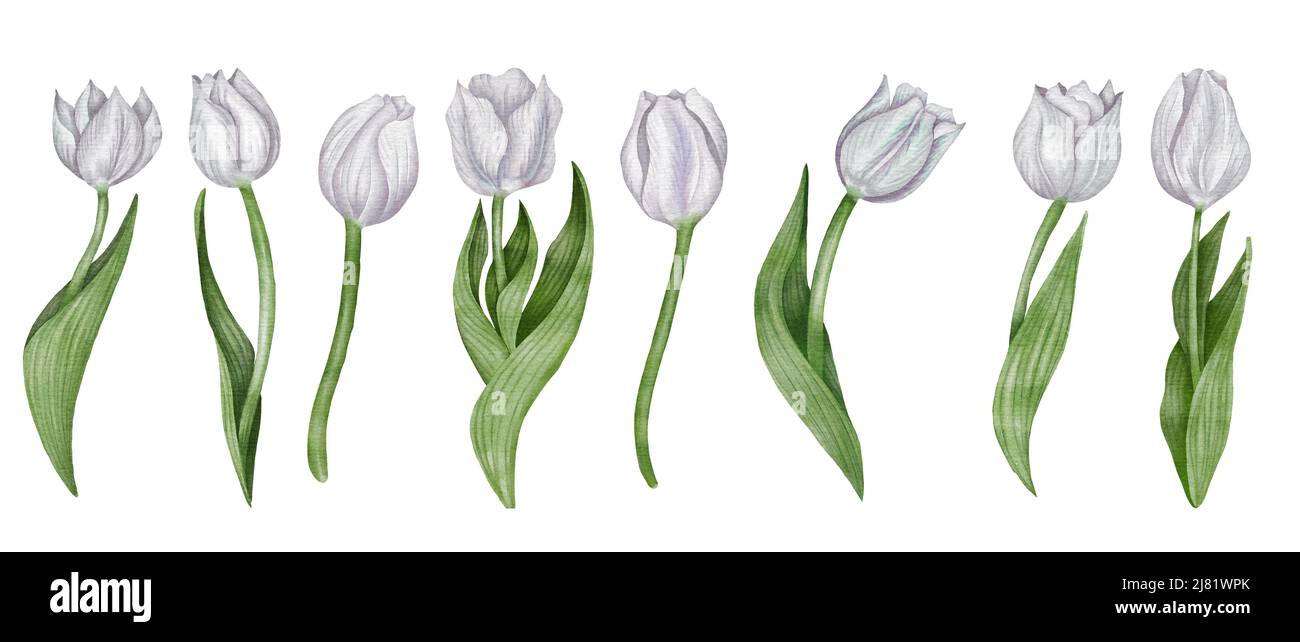 Watercolor white tulip flowet set. Spring flower clipart Stock Photo ...