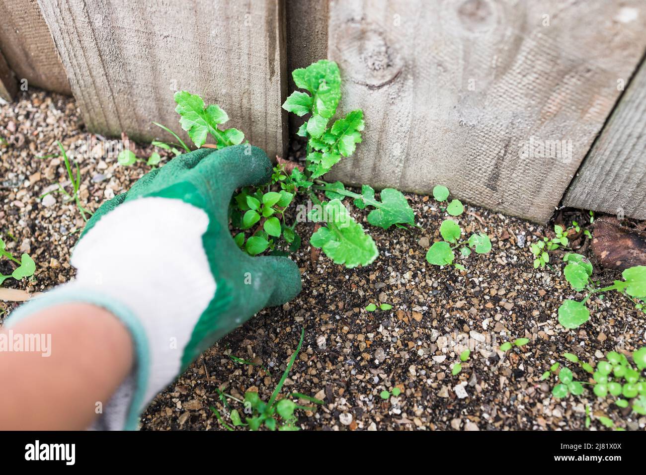 Clearing garden of weeds hi-res stock photography and images - Alamy