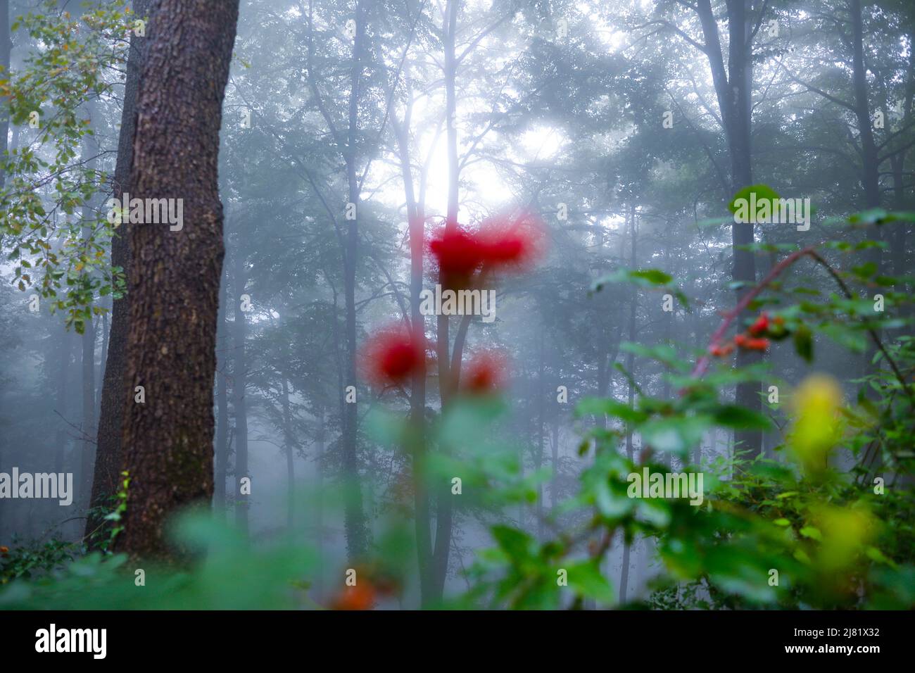 Misty (foggy) forest with blurred berries in the foreground Stock Photo