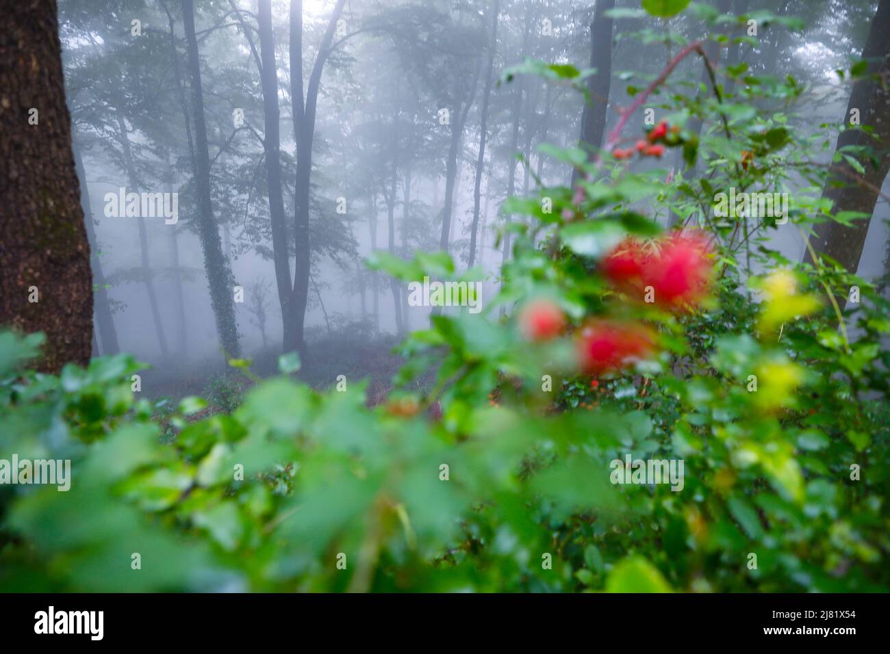 Misty (foggy) forest with blurred berries in the foreground Stock Photo