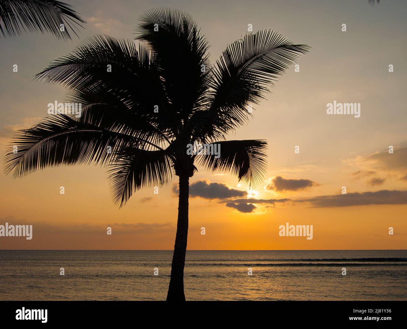 Maui sunset palm tree hi-res stock photography and images - Alamy