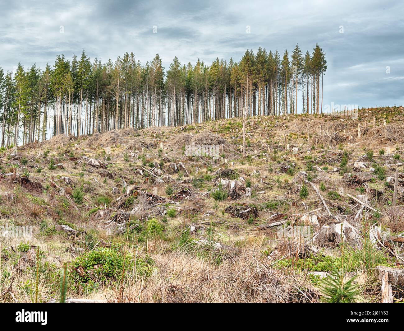 A small section of trees stands behind the slash remaining from a forest that has been clear-cut for timber. Stock Photo