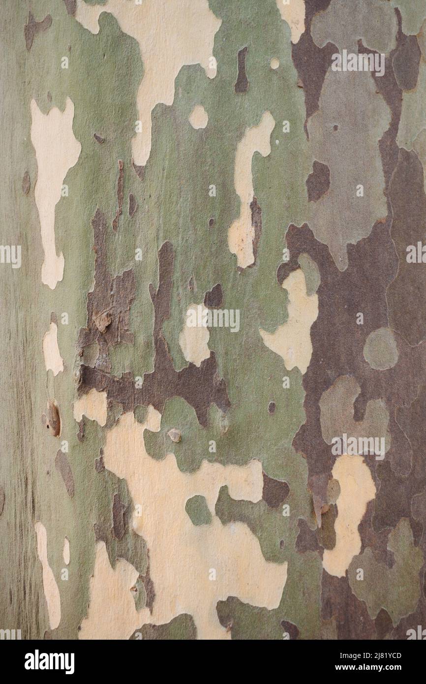 Platanus sycamore green camouflage bark background texture Stock Photo
