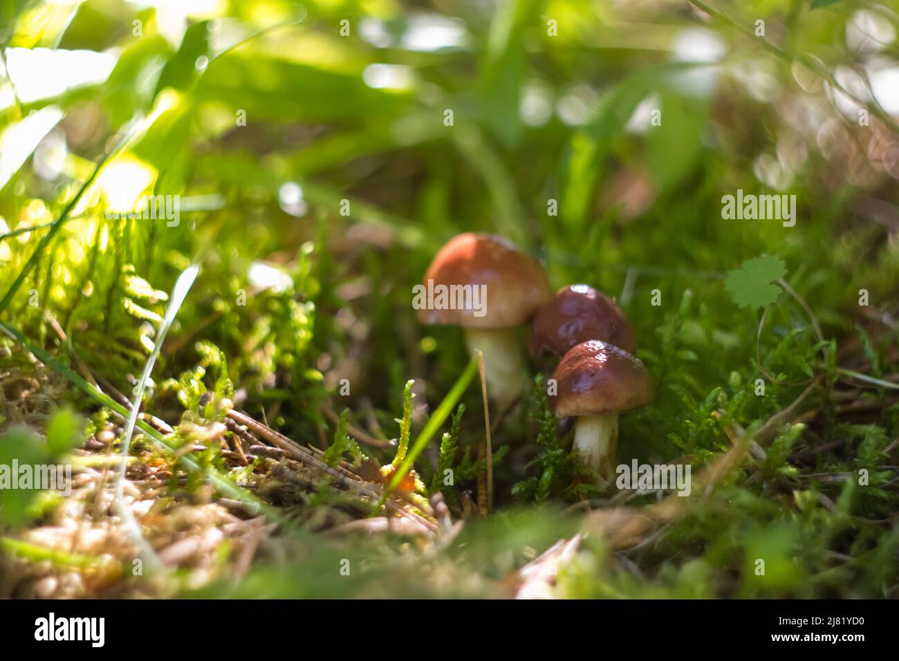 butter mushrooms in the forest grass in a clearing Stock Photo Alamy