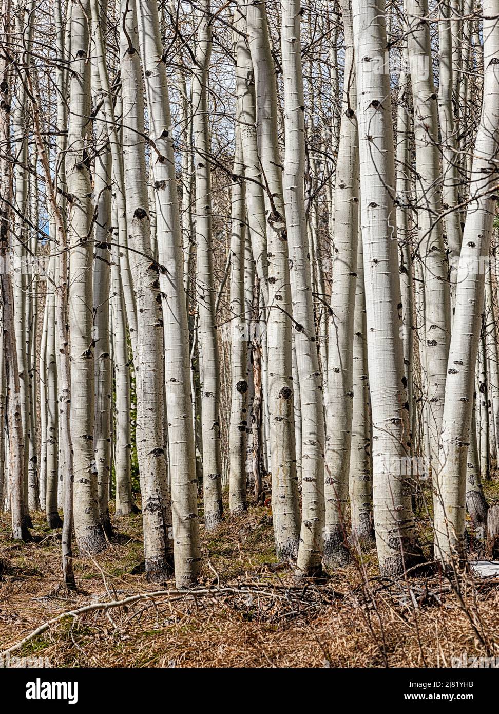 A grove of aspen trees start to come to life in the springtime near Aspen, Colorado. Stock Photo