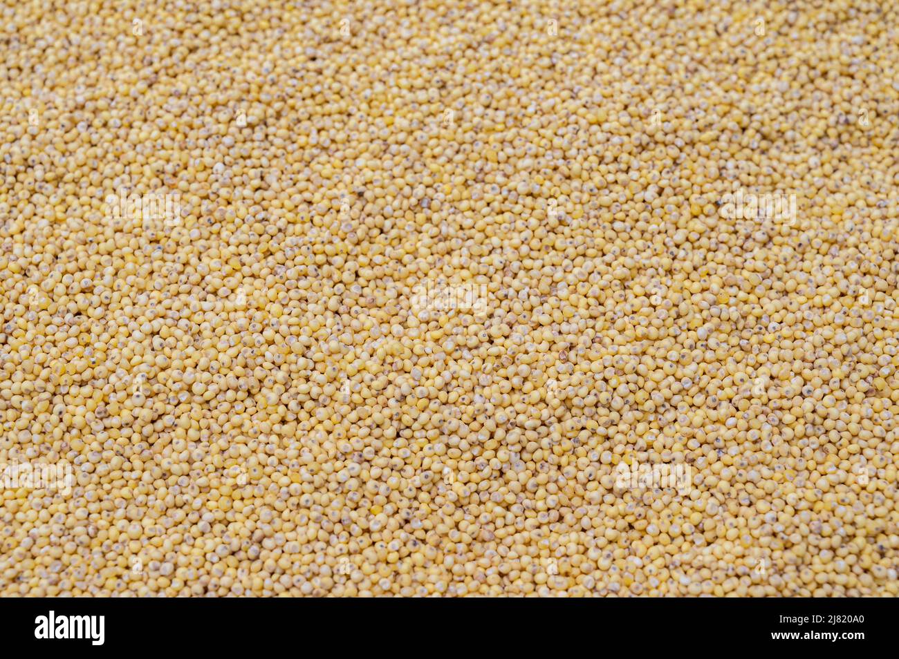 Millet top view background. Grain background. Stock Photo