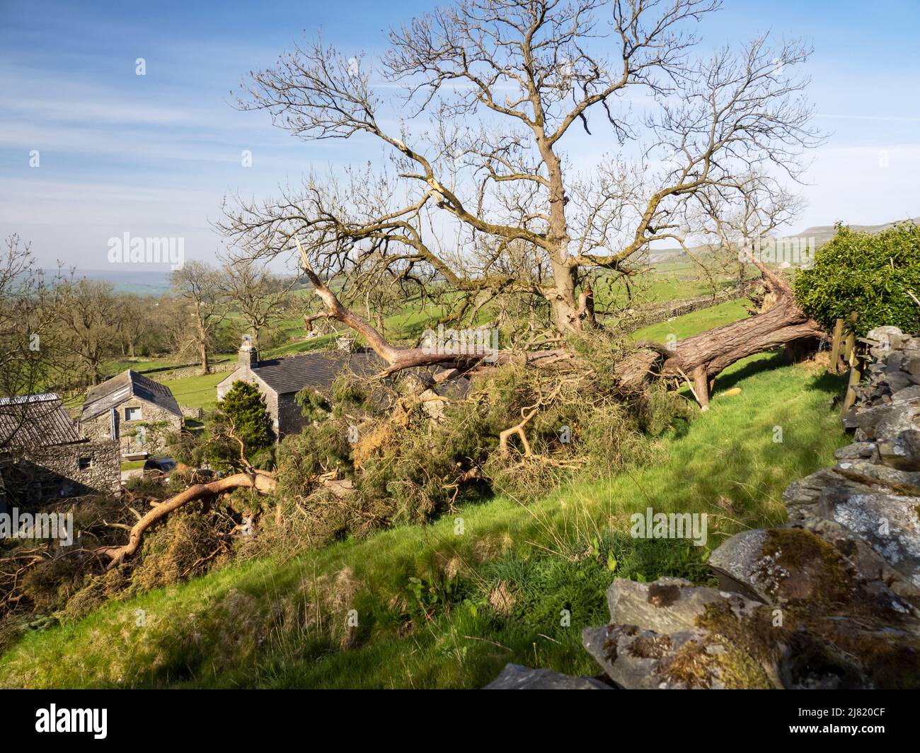 A Scotsd Pine blown over in storm force winds in Wharfe, Yorkshire, Dales, UK. Stock Photo