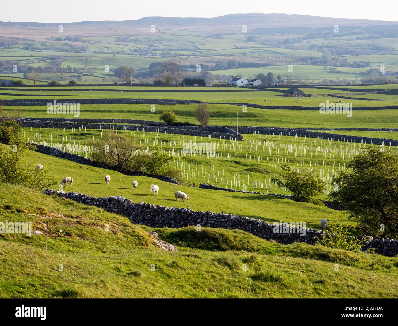 A new woodland planted in Austwick, Yorkshire Dales, UK. Stock Photo